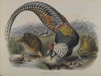 Fagiano di Lady Amherst da John Gould